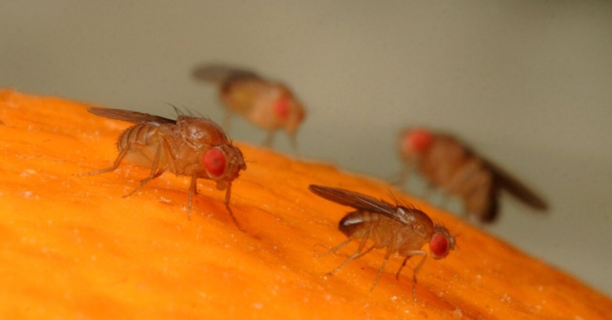 Мошки в квартире: как с ними совладать?