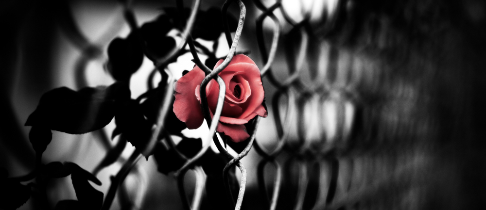 О семье и доме