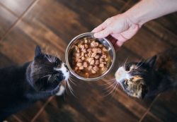 Корм для котят: как учесть породу и не навредить здоровью
