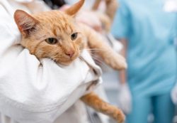 Питание после стерилизации: как выбрать корм и сохранить здоровье кошки