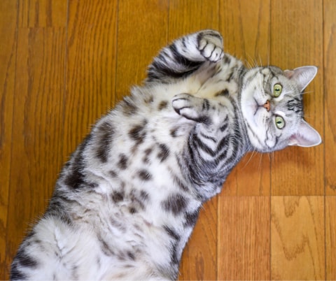 poymite yazyk tela vashey koshki