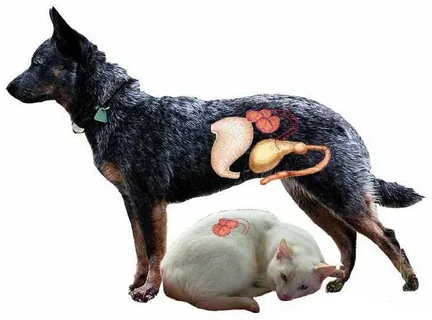 Роль ветеринарной медицины в назначении препаратов для улучшения функции почек у животных