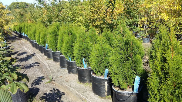 Проблемы и перспективы развития городского озеленения с использованием древесно-кустарниковых растений 2 problemy i perspektivy razvitiya gorodskogo ozeleneniya s ispolzovaniem drevesno kustarnikovyh rasteniy